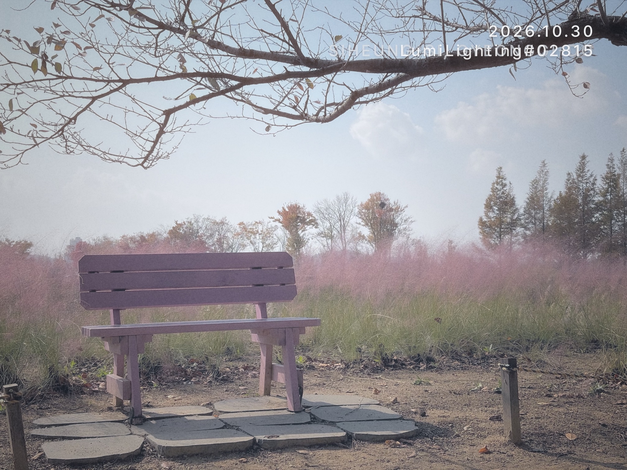 PINK MUHLY 필름 예시 사진 1