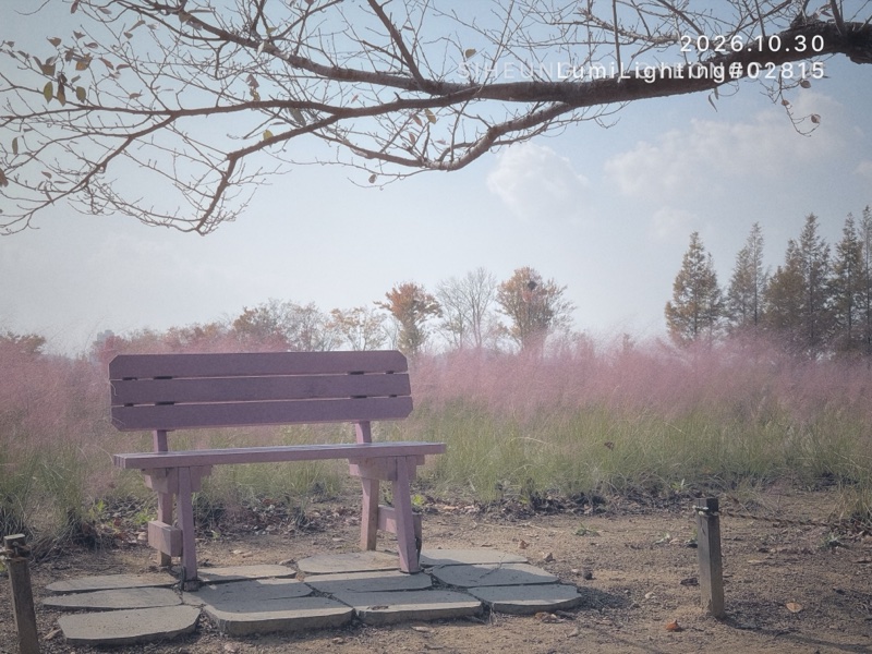 PINK MUHLY 필름으로 찍은 사진